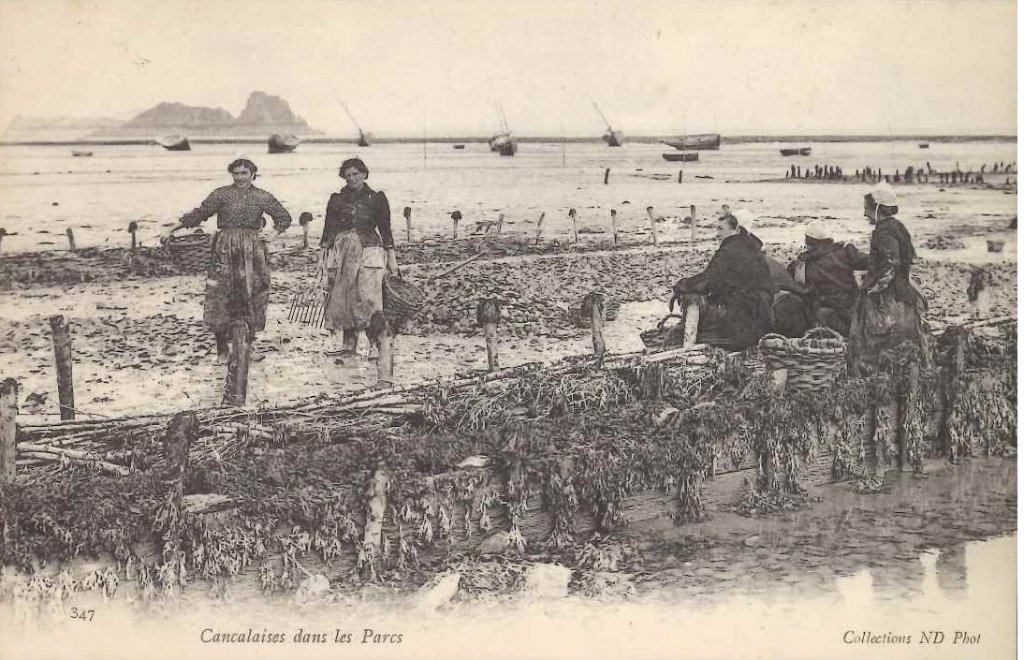 347 - Cancalaises dans les parcs.jpg