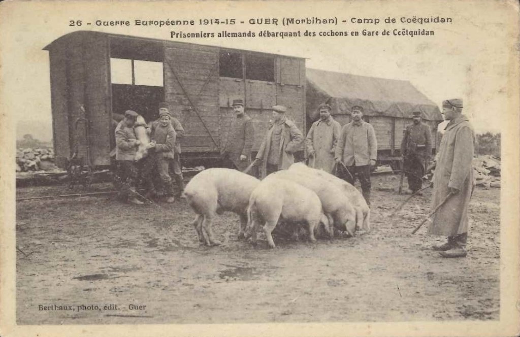 Cochons 26 - Guerre européenne 1914-15 - Guer - Camp de Coëtquidan - Bzh35 21-01-2025.jpg