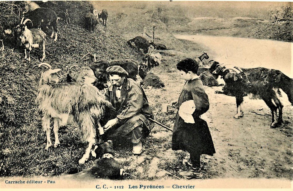 Pau Chevrier des Pyrénées.jpg